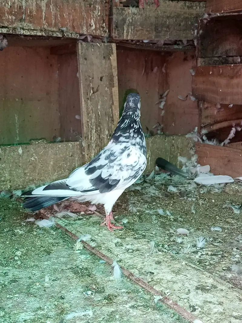 Golden/Tasveer waly/Kamagar Red eye Male Price kam ho jaya gi Read Add — photo 3