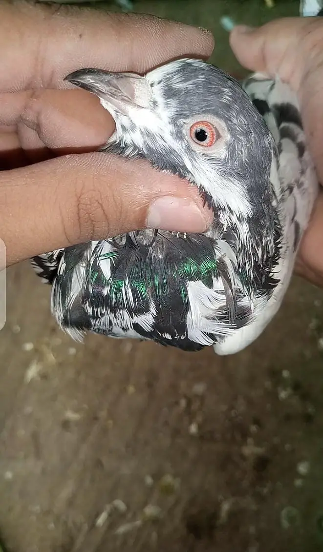 Golden/Tasveer waly/Kamagar Red eye Male Price kam ho jaya gi Read Add — photo 4