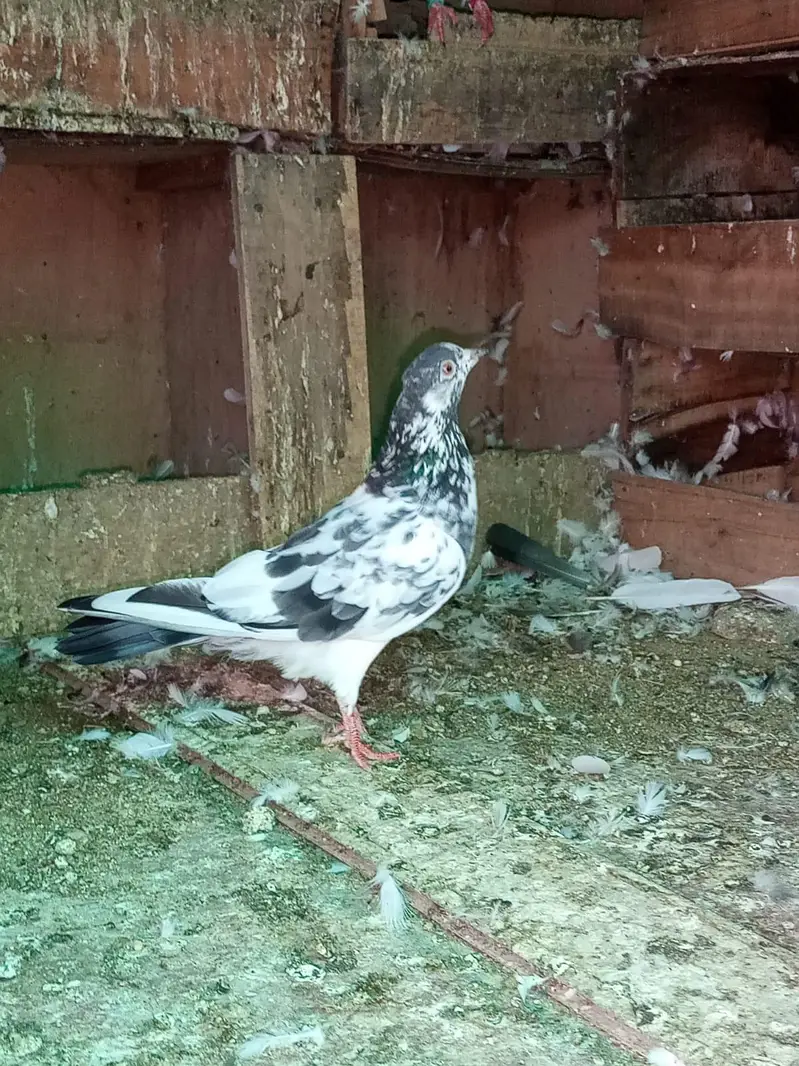 Golden/Tasveer waly/Kamagar Red eye Male Price kam ho jaya gi Read Add — photo 5