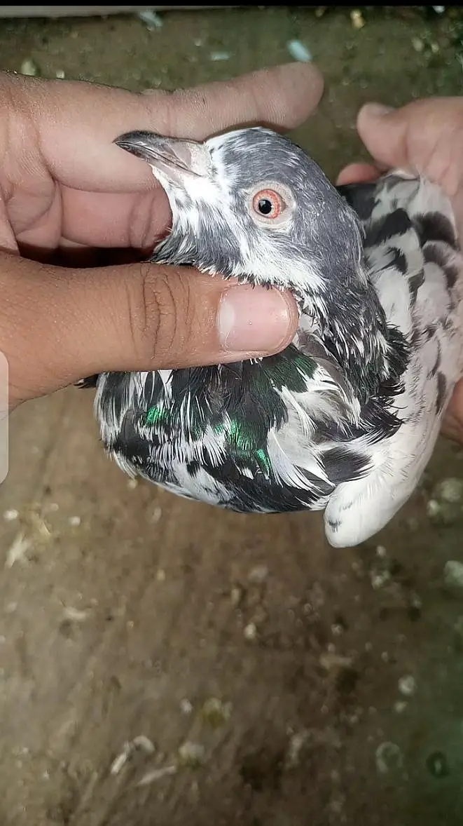 Golden/Tasveer waly/Kamagar Red eye Male Price kam ho jaya gi Read Add — photo 6