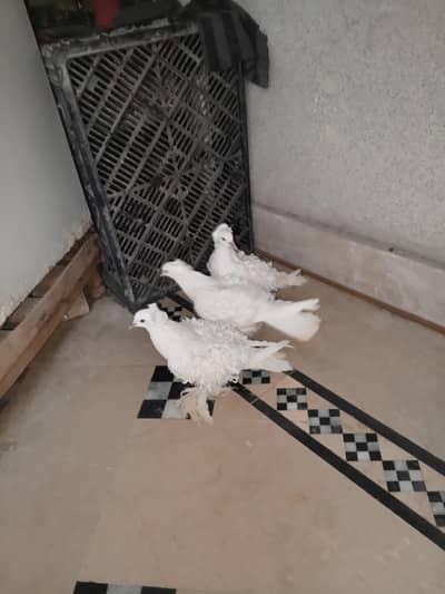breedr pair 1 extra pice