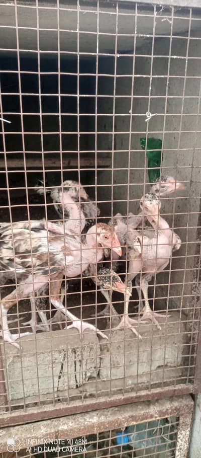 chicks for sale 5months