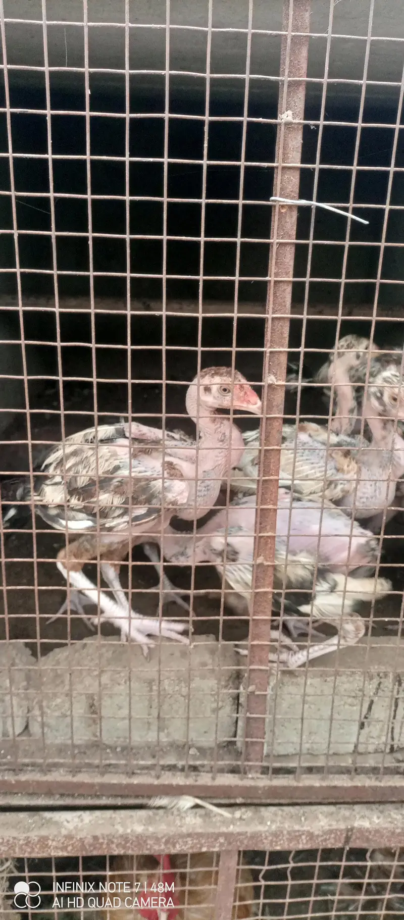 chicks for sale 5months — photo 2