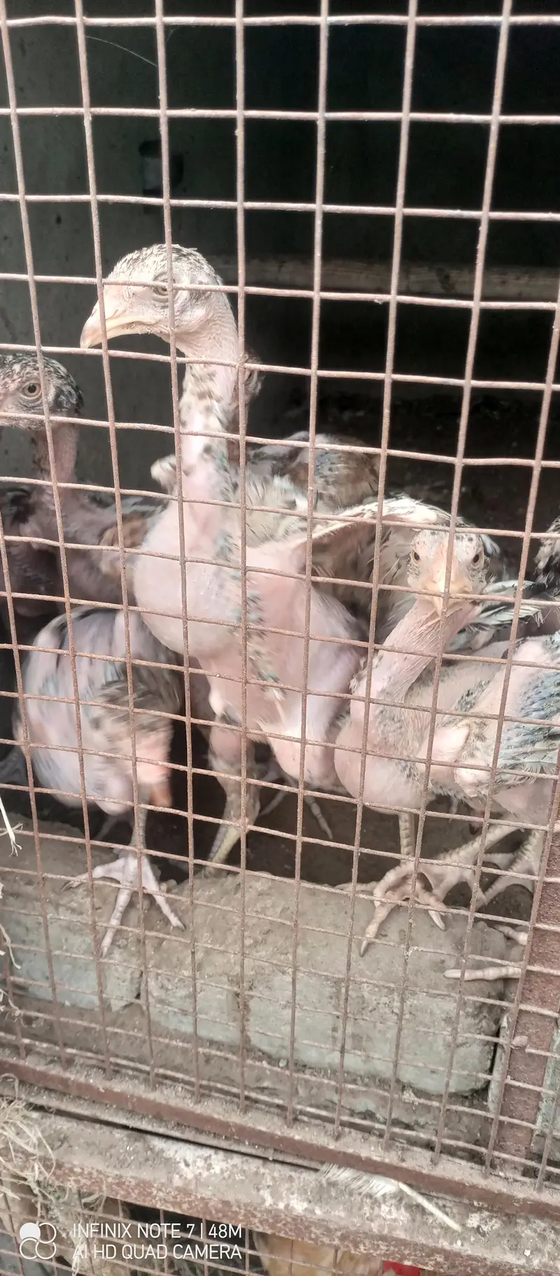 chicks for sale 5months — photo 3