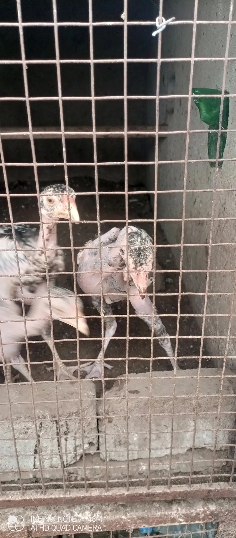 chicks for sale 5months — photo 4