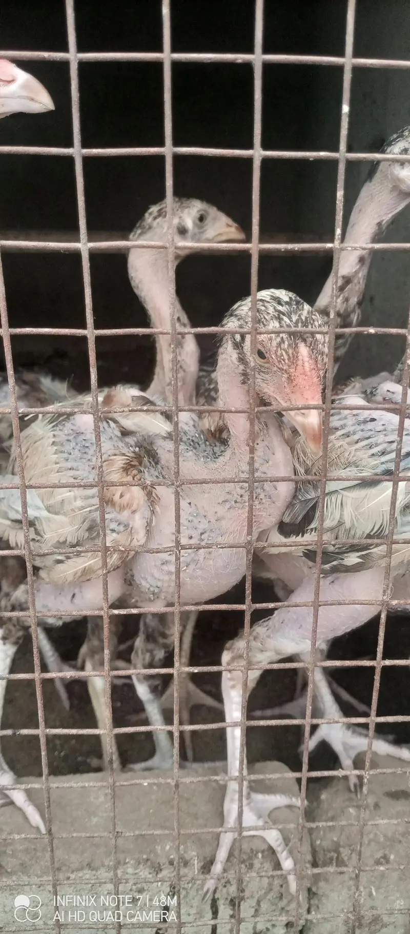 chicks for sale 5months — photo 5