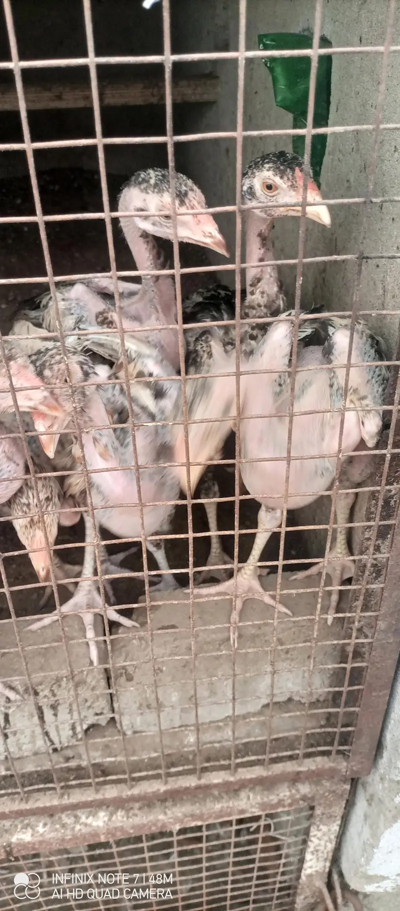 chicks for sale 5months — photo 7