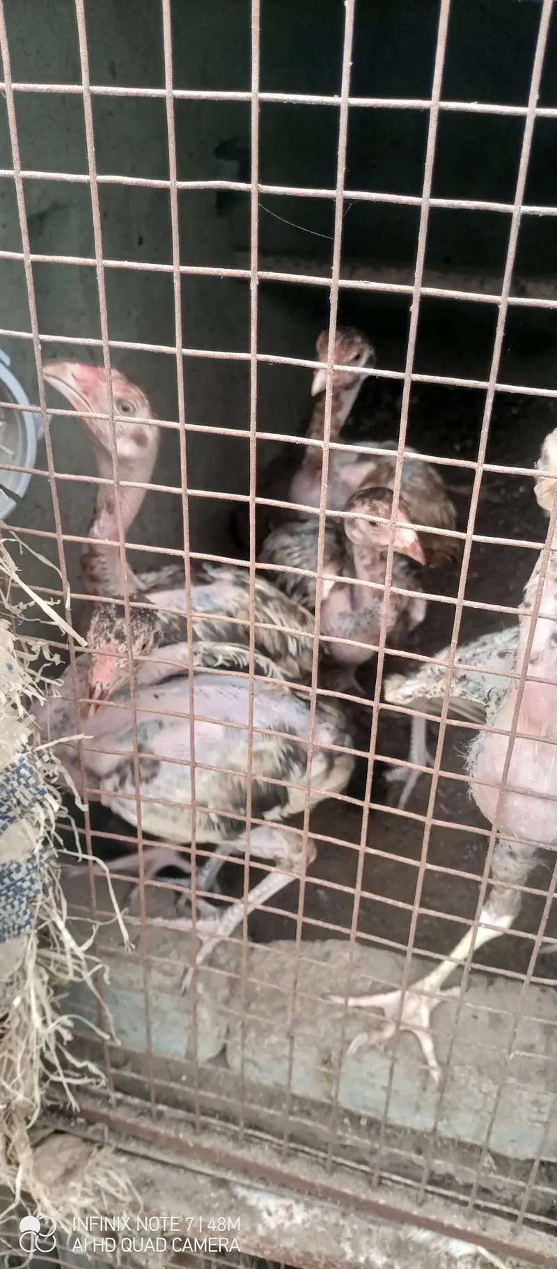 chicks for sale 5months — photo 8