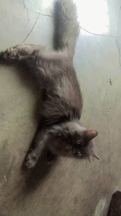 with kittens