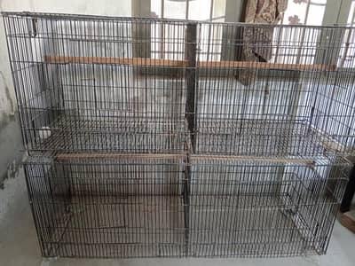Birds Cage