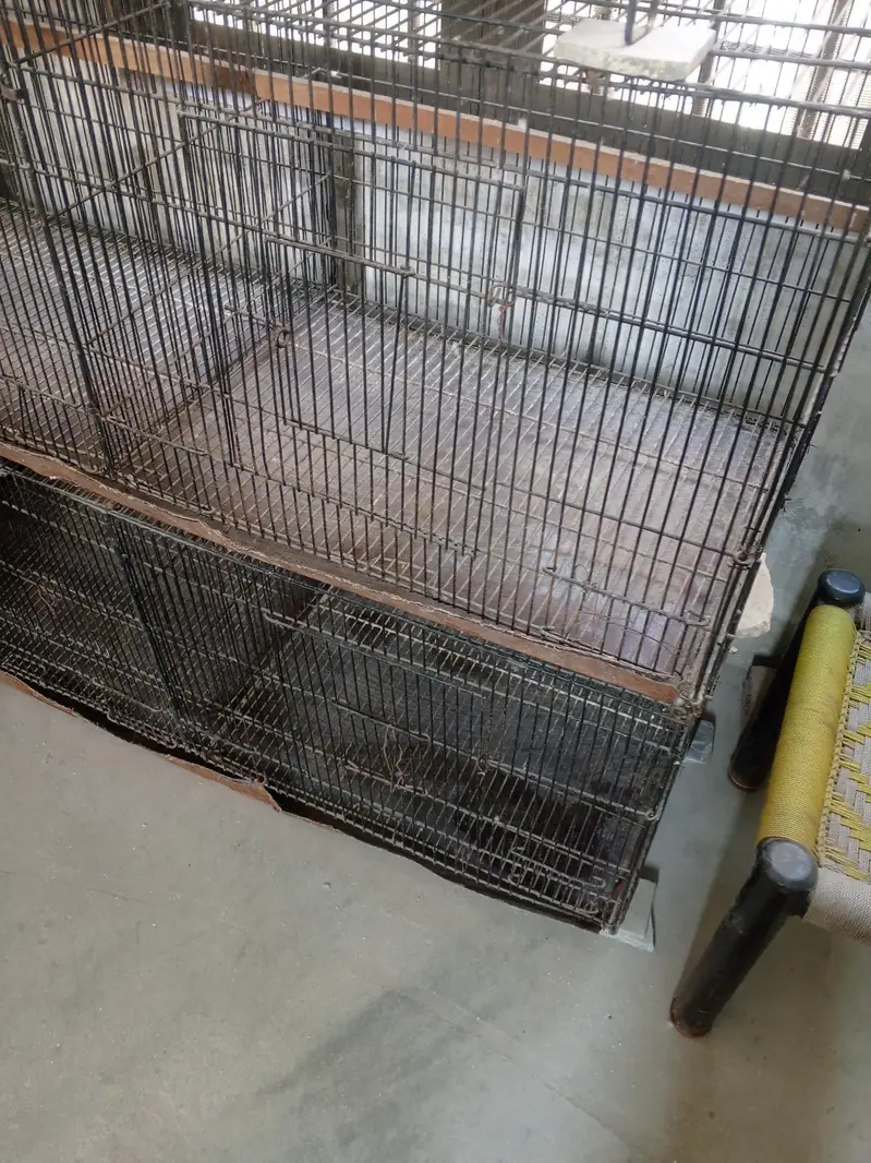 Birds Cage — photo 3