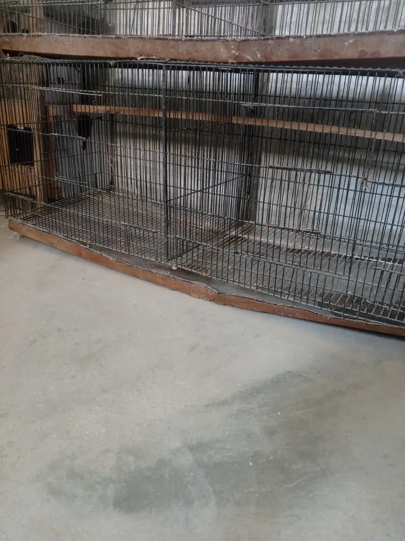Birds Cage — photo 4