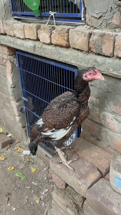 Kali Lakhi Madi For Sale Doble Hadi Main h