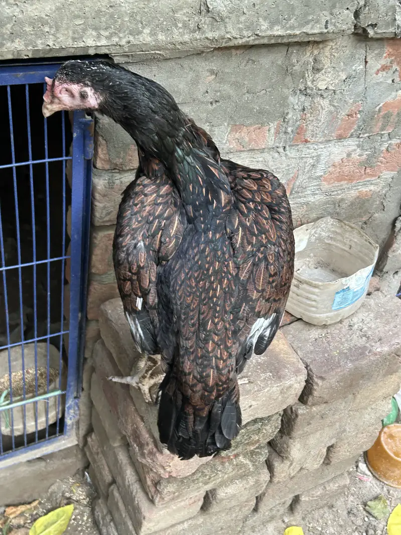 Kali Lakhi Madi For Sale Doble Hadi Main h — photo 2