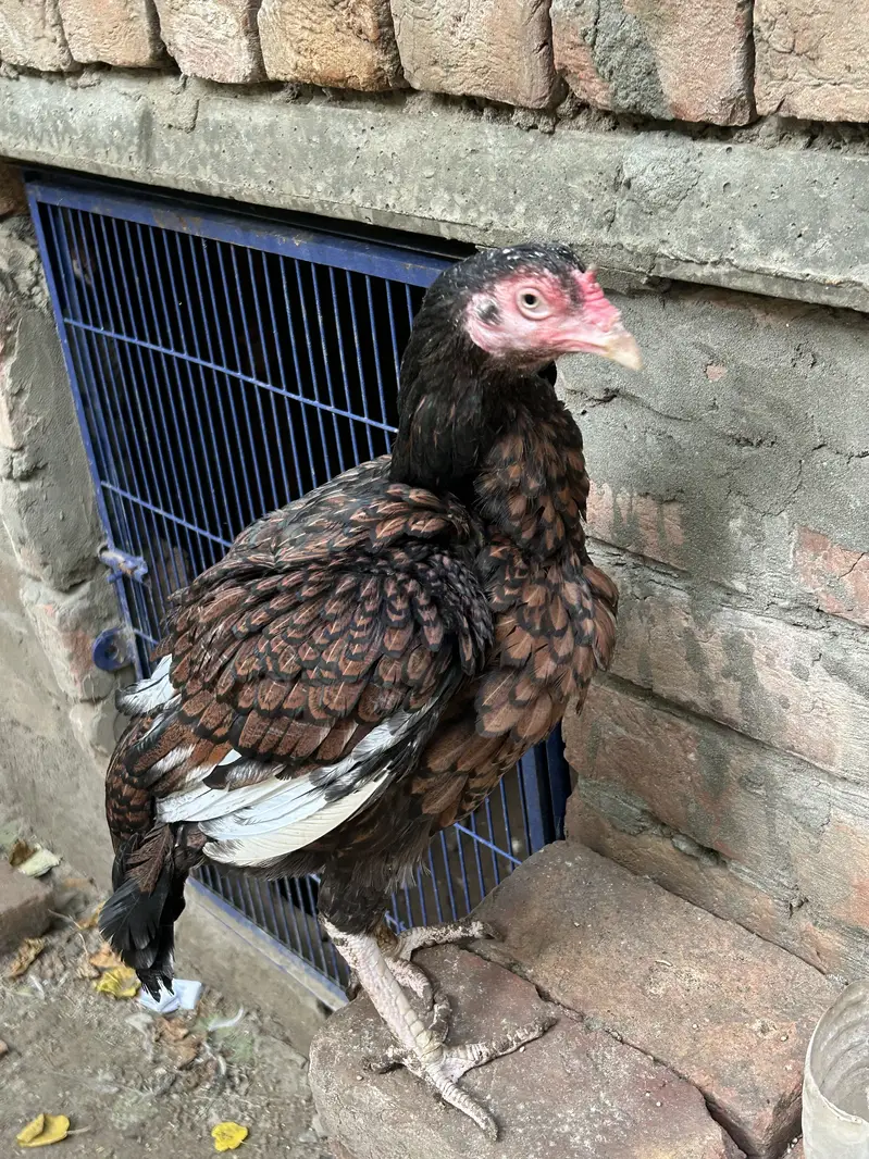 Kali Lakhi Madi For Sale Doble Hadi Main h — photo 3