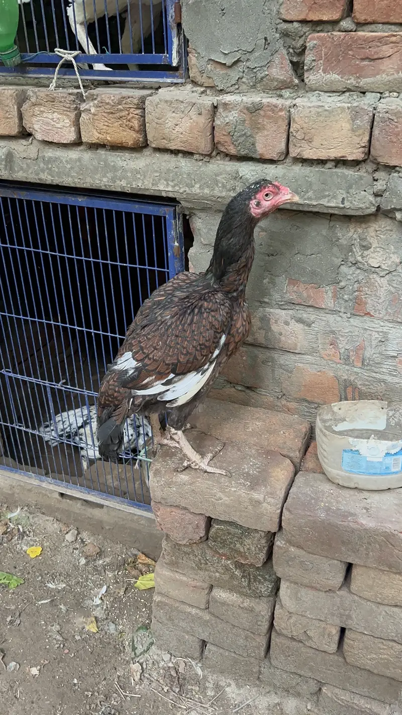 Kali Lakhi Madi For Sale Doble Hadi Main h — photo 4