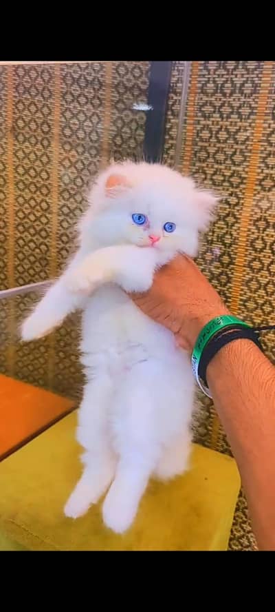 Quality Persian Punch Face cat &kittens available for sale