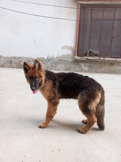 German Shepard (Male)