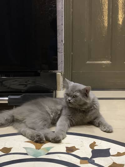 Persian double coat grey