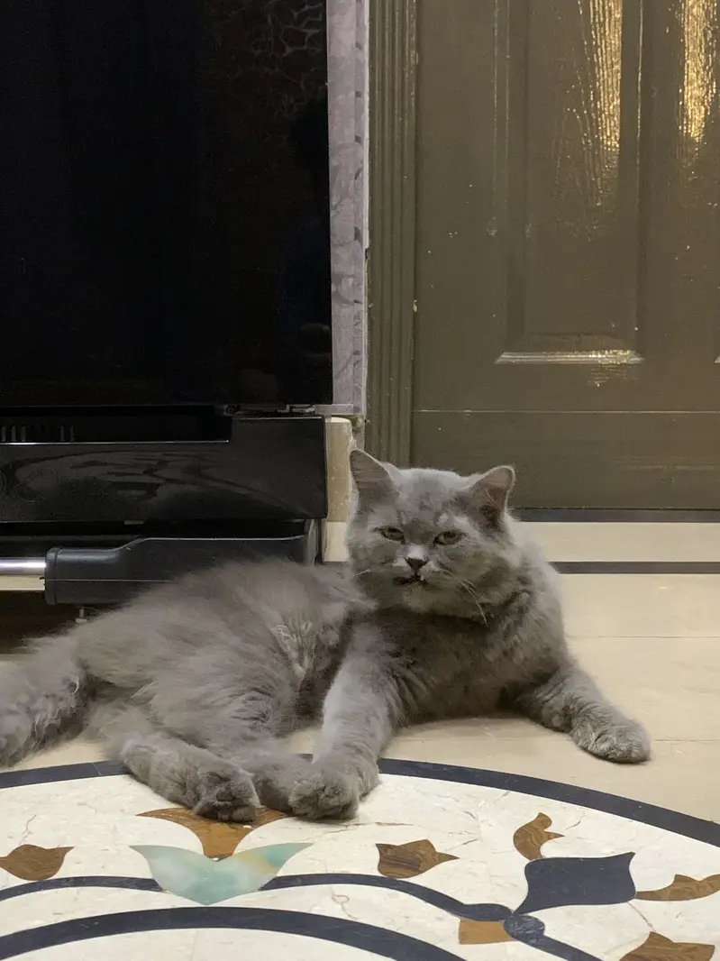 Persian double coat grey — photo 2
