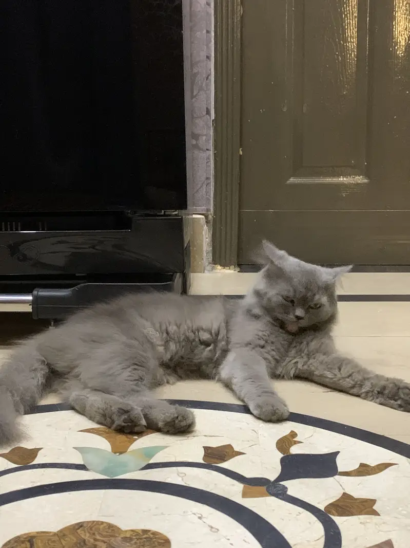 Persian double coat grey — photo 3