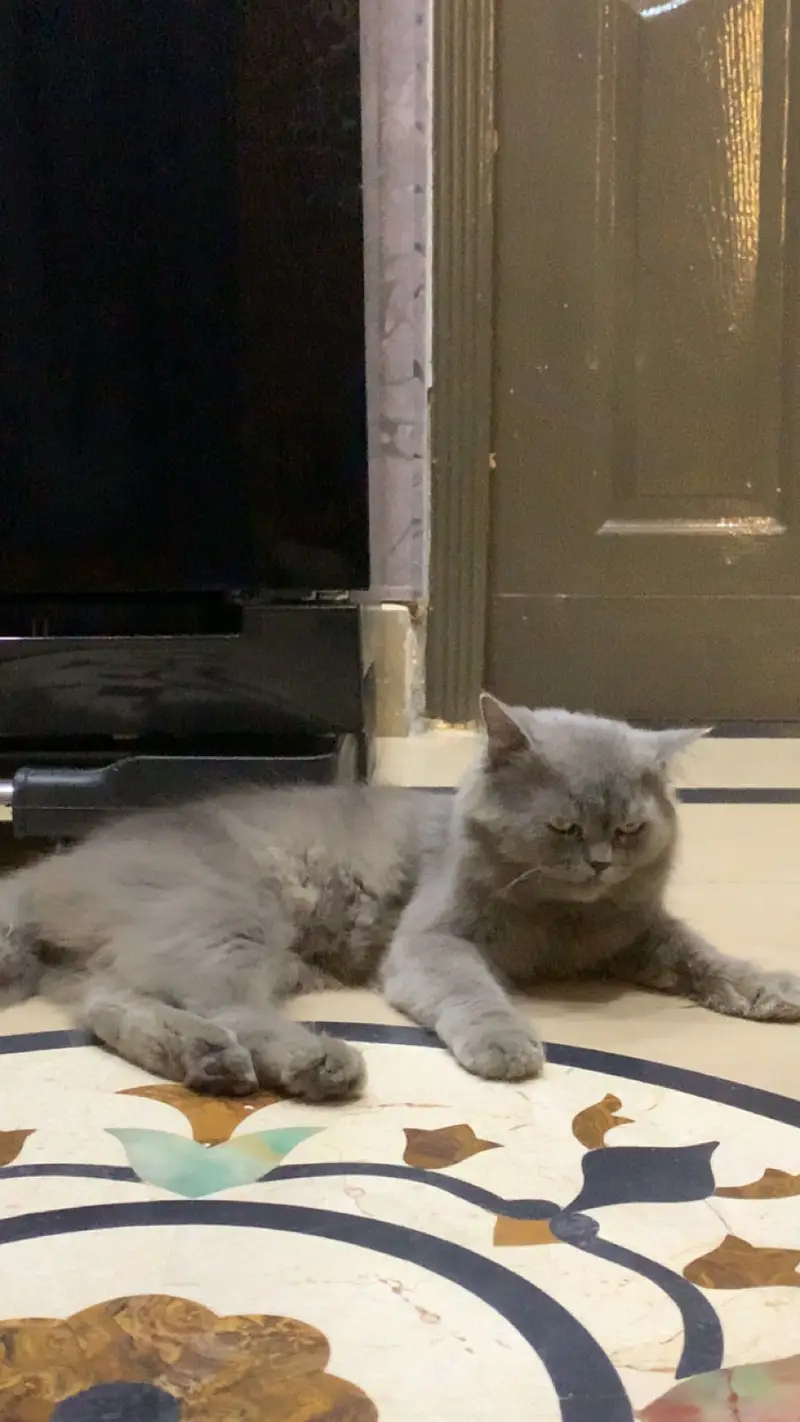 Persian double coat grey — photo 4