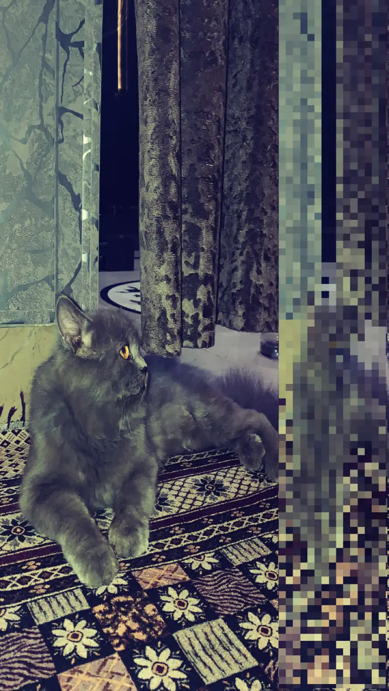 Persian double coat grey — photo 5