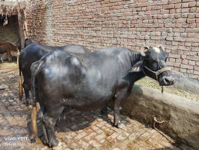 Buffalo