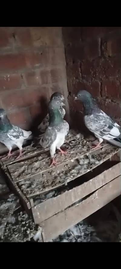 High Flyer Breedr bird