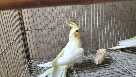 Cocktail female / male