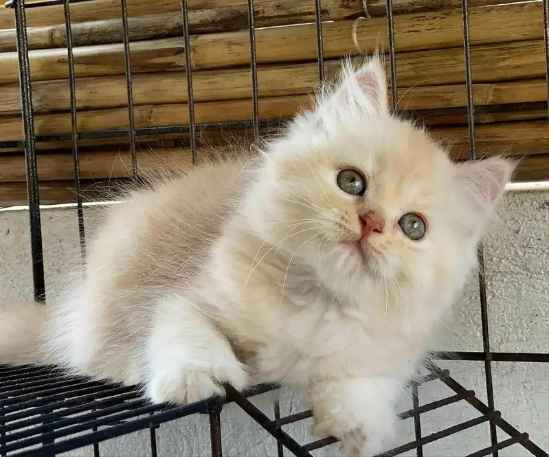 Quality Persian Punchface cat & kitten. moreWhatsApp 03189356362 — photo 2