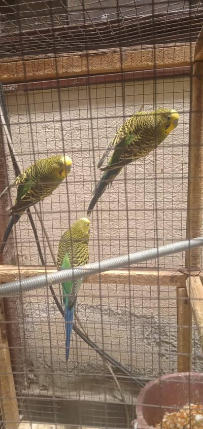 Australian perrots