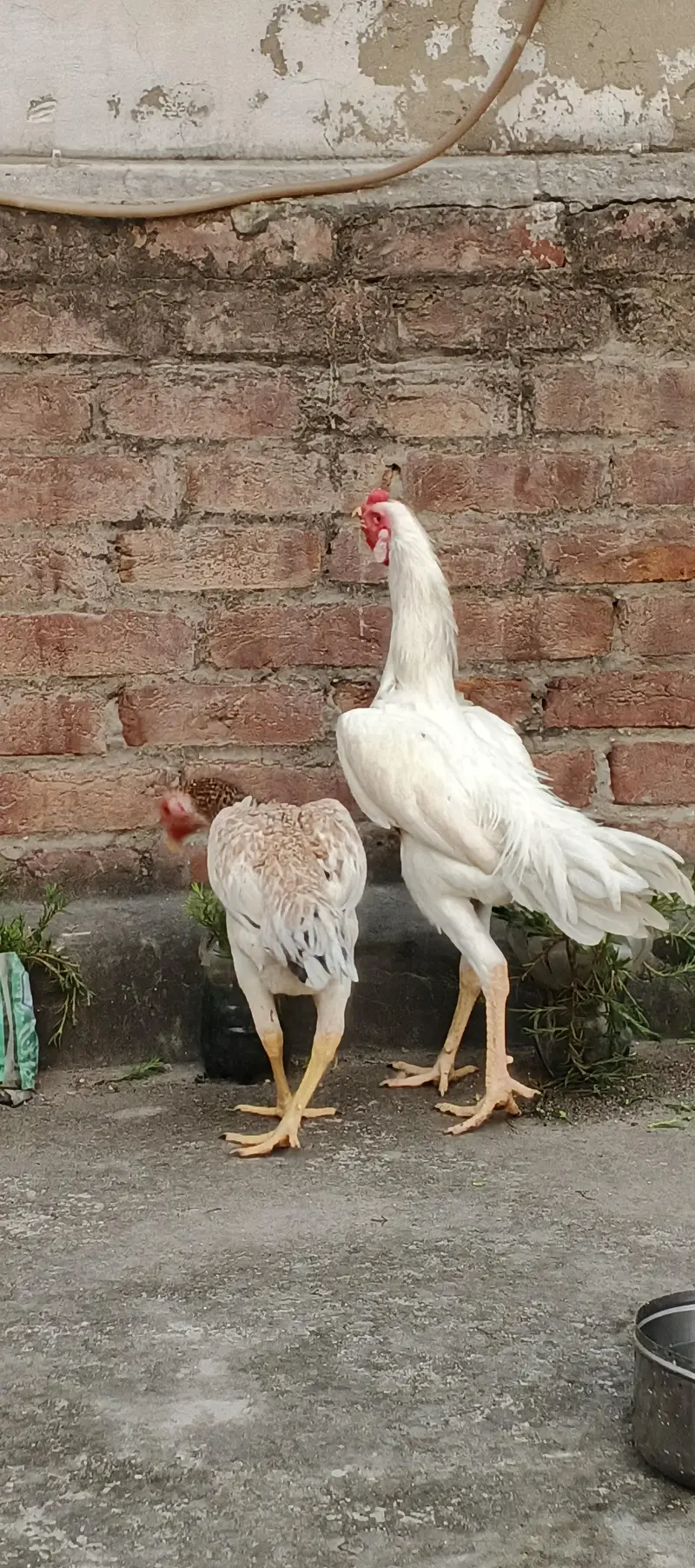 Aseel shaomo white , dragon pair , healthy active patha — photo 2