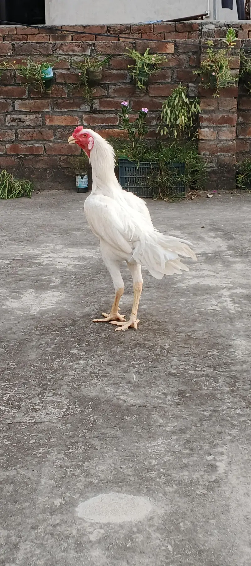 Aseel shaomo white , dragon pair , healthy active patha — photo 10