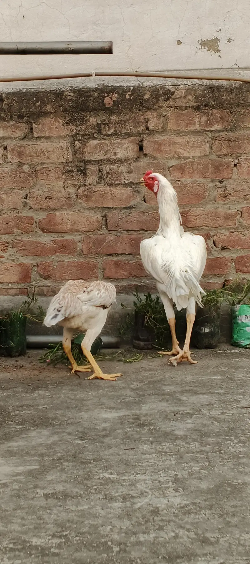 Aseel shaomo white , dragon pair , healthy active patha — photo 11