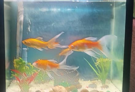 Complete Aquarium Set with 5 Fishes |  available for Sale  |