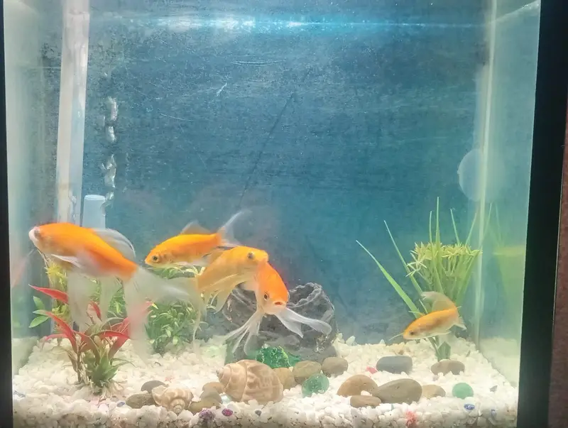 Complete Aquarium Set with 5 Fishes |  available for Sale  | — photo 2