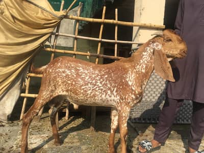 Mekhi cheena Bakra