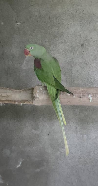Raw Female Breedr