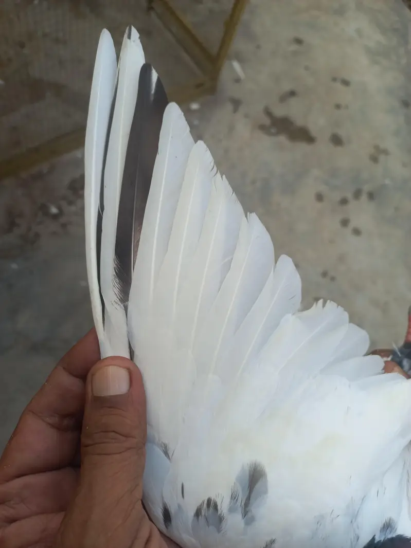 pure Teddy kabuter chaudary saab wala — photo 3