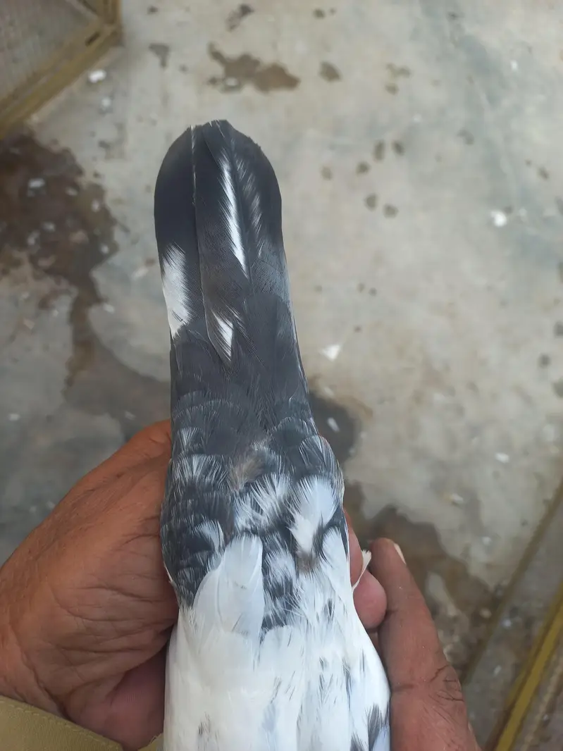 pure Teddy kabuter chaudary saab wala — photo 4
