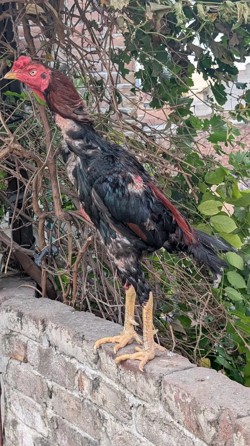Aseel Murga for Sale — photo 2