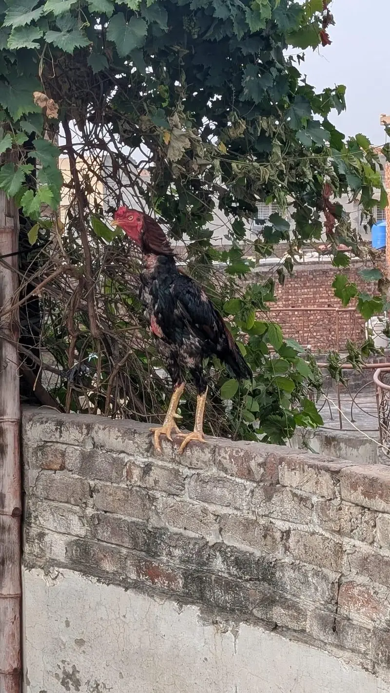 Aseel Murga for Sale — photo 3