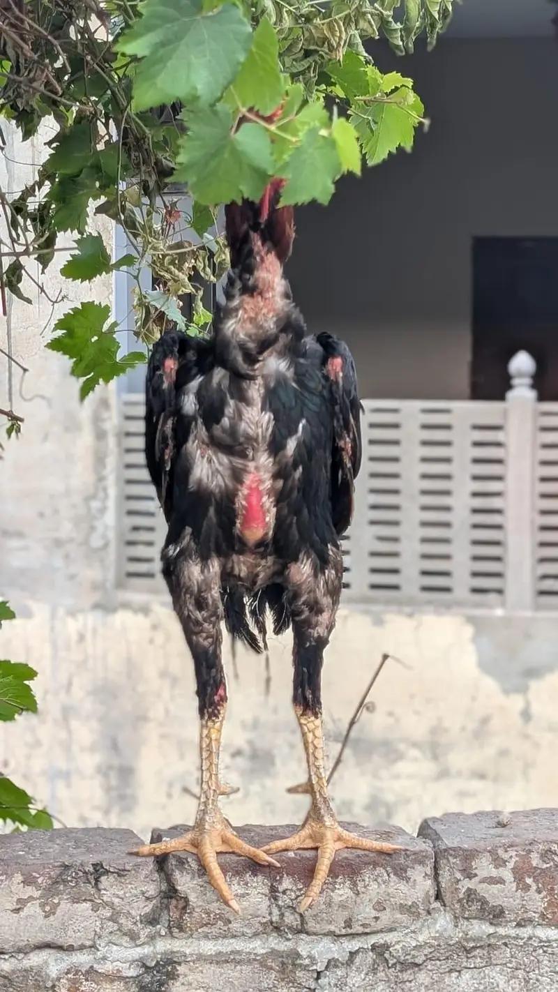 Aseel Murga for Sale — photo 5