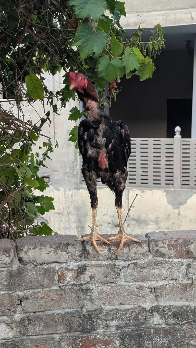 Aseel Murga for Sale — photo 7