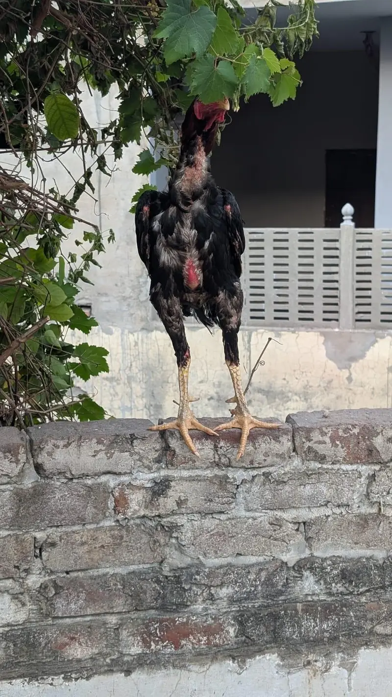 Aseel Murga for Sale — photo 8