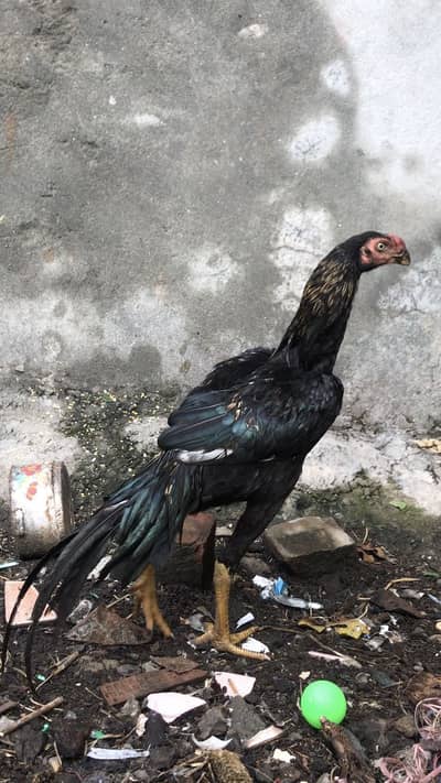 Parrot beak pair for sale