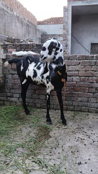 Bakri ur path for sale healthy and active good height