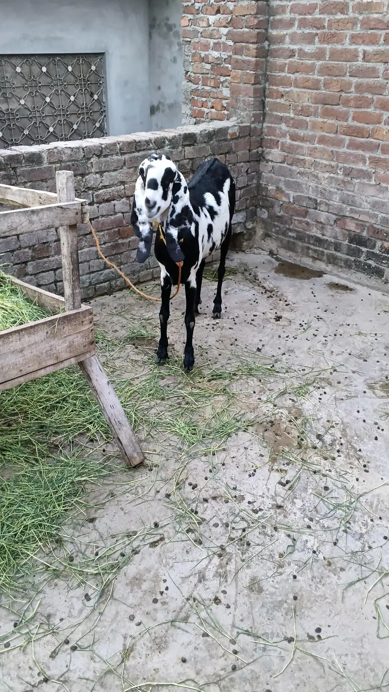 Bakri ur path for sale healthy and active good height — photo 2