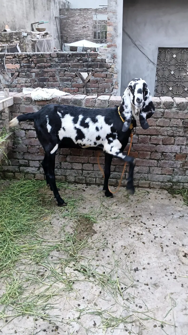 Bakri ur path for sale healthy and active good height — photo 3